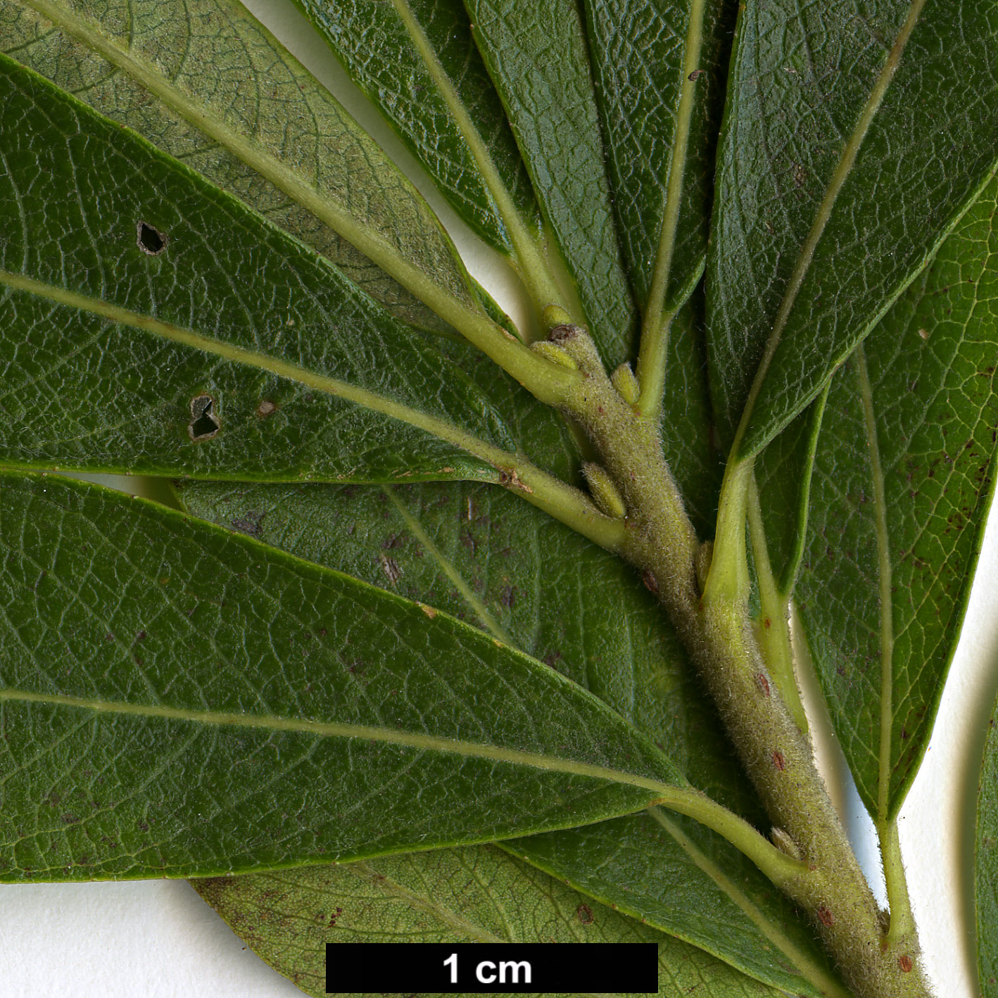 High resolution image: Family: Salicaceae - Genus: Salix - Taxon: gmelinii - SpeciesSub: 'Gewone Kletters'